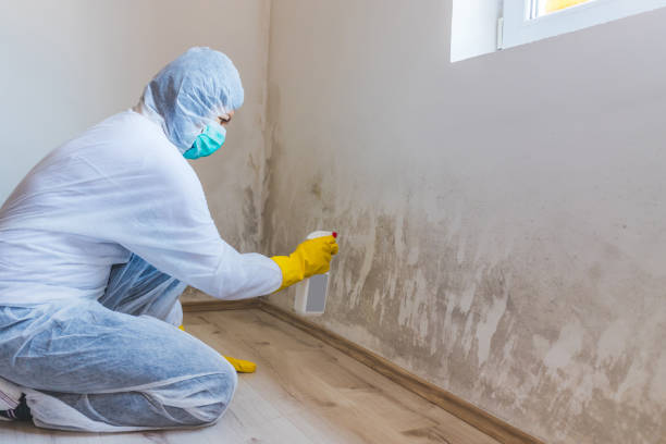 Licensed Basement Mold Remediation service in Guston, KY - WQB Mold Removal