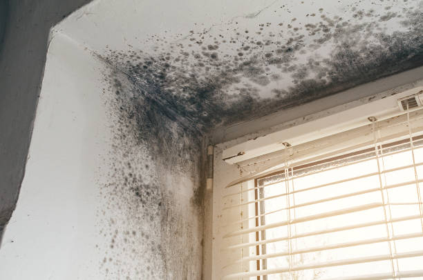Affordable Basement Mold Remediation solutions in Guston, KY
